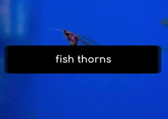 dream of fish thorns