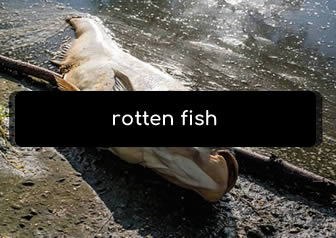 dream of rotten fish